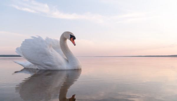 Tiere im Wasser 004