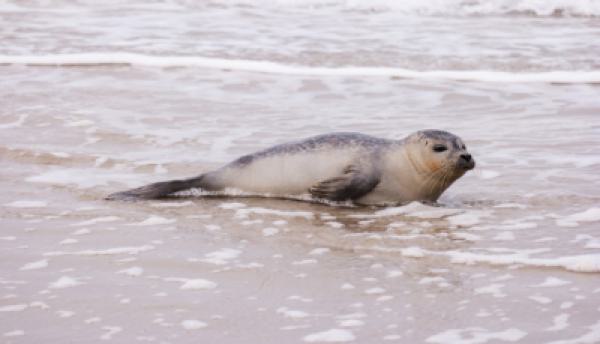 Tiere im Wasser 016