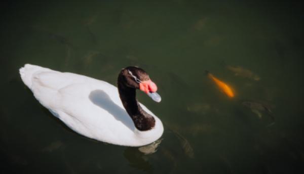 Tiere im Wasser 017