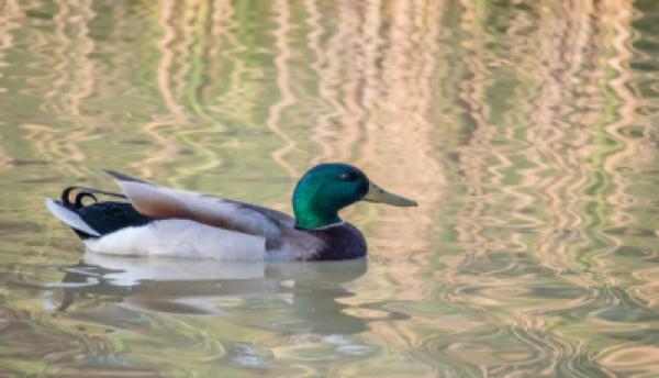 Tiere im Wasser 018