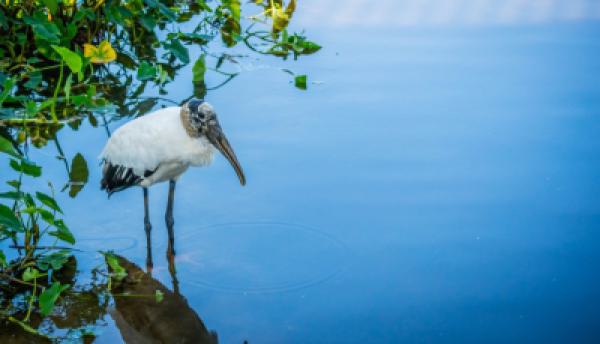 Tiere im Wasser 019