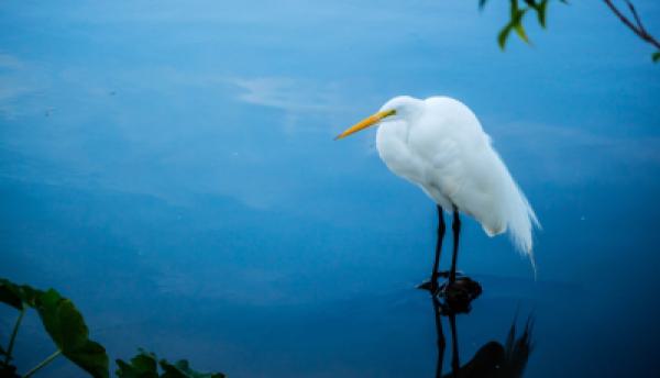 Tiere im Wasser 020